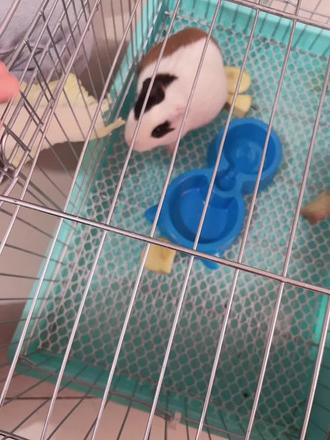 #萌宠vlog 猪妞 真被她买回来了🫣#我的萌娃