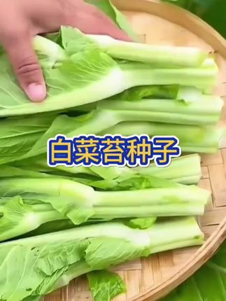 【下单就发3包】早熟白菜苔种子耐寒耐热菜苔籽多次采收菜心种子#白菜种子 #耐寒耐热#菜心种子 #助农#早熟