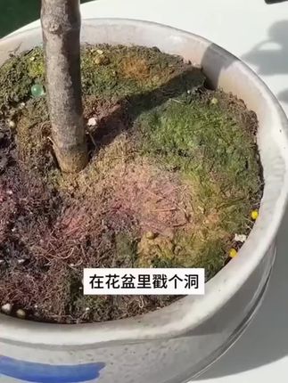 #花卉绿植 #肥料 #果树 #家庭园艺 #发财树