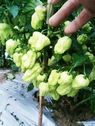 #农业种植 #工业辣椒#保花保果#辣椒