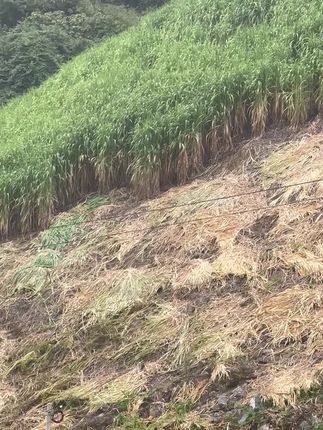 #牧草种子 #牧草种植 #巨菌草 #巨菌草种节 #养殖