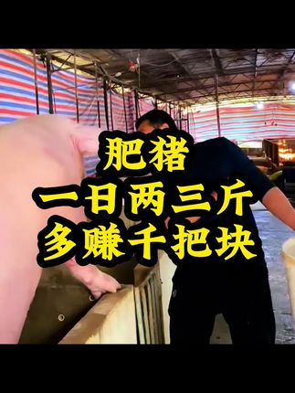 #养猪人 #三农 #创作者扶持计划 #母猪养殖技术 #养猪知识