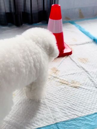 #毛孩子的日常 #家有宠物 #萌宠好物