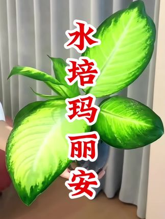 水培玛丽安 #玛丽安 ·水培干净又好养·牛油果色的叶片色泽明亮·宛如油画般美丽·摆在哪里都好看· #净化空气 #水培植物 #绿植 #绿植优选