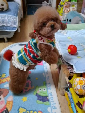 好漂亮的民族风背心#这也太美了吧#狗狗衣服