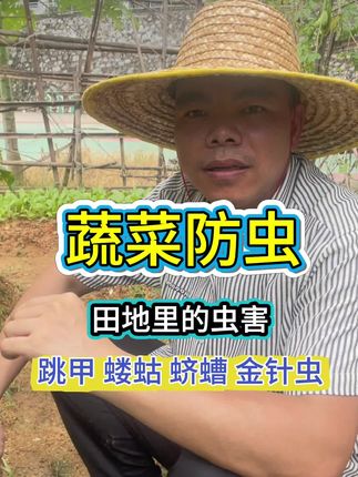 蔬菜虫害泛滥,不打药,也可以做到一个虫眼也没有#蔬菜虫害 #地下害虫防治 #病虫害防治 #除虫 #种植小技巧