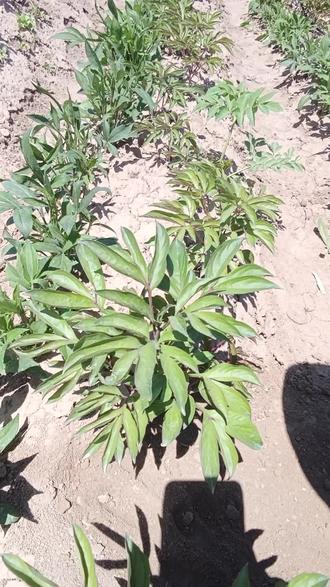 白芍幼苗 管理最关键