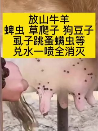 牛羊身上长蜱虫草爬子狗豆子等,兑水喷一喷轻松解决#牛蜱虫 #草爬子 #全国养牛人 #三农养殖 #繁殖母牛