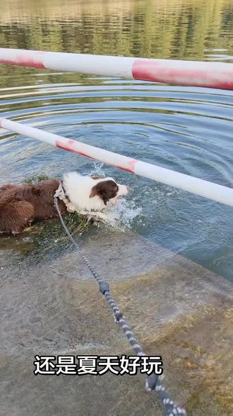 咬着绳子不走,没玩够#不养狗不知道养狗的乐趣