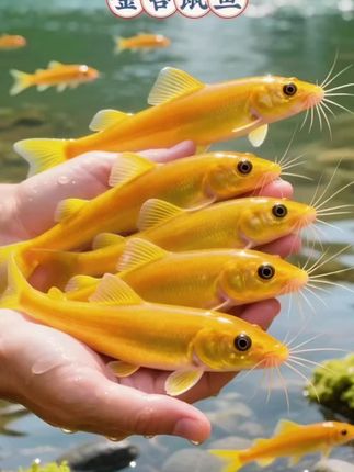 【金苔鼠鱼|鱼缸“清道夫”,懒人养鱼救星!】 🐟金苔鼠鱼来啦!身形修长如小蛇,自带超强“清洁力”:吸盘嘴紧贴缸壁,藻类、残渣、鱼粪统统扫光,让水质清澈透亮!性格温和不挑食,冷水常温都能活,新手老手都爱养~#金苔鼠鱼 #鱼缸清洁 #懒人养鱼#养鱼日记 #鱼缸里的大自然