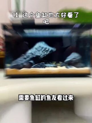 想给桌面添点活力?森森鱼缸安排!八色灯+自动喂食,三合一水泵超实用#鱼缸#水族#养鱼