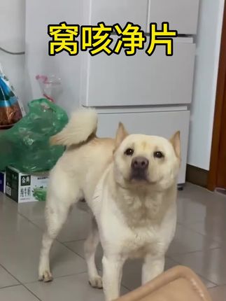 #萌犬出道计划 #抖音宠物 #宠物vlog #萌宠推荐官 #狗狗的迷惑行为