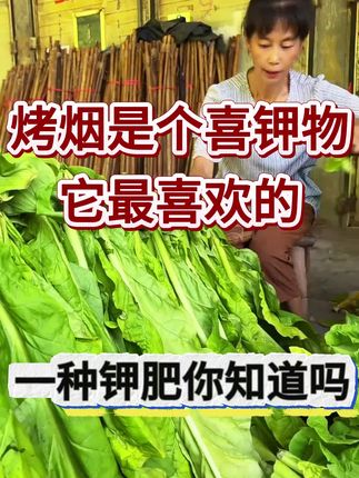 烤烟是个喜钾作物,它最喜欢的一种钾肥,您知道是什么吗,#烤烟种植管理#优必星红钾#满炉金#烤烟烘烤#三农流量扶持计划