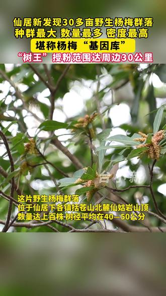 近日,仙居县下各镇括苍山北麓海拔350多米的仙姑岩山顶,新发现一处面积达30多亩的野生杨梅群落。这是目前当地发现的种群最大、数量最多、密度最高的野生杨梅林。(记者:蒋荣良 赵星)#仙居 #杨梅 #野生杨梅 #括苍山