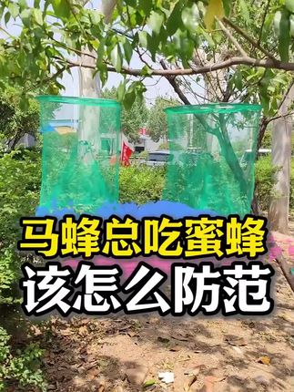 户外捕蜂笼野外收蜂笼诱捕蜜蜂灭苍蝇笼捕蝇器悬挂式捉马蜂工具 #捉马蜂工具 #户外捕蜂笼