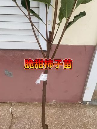 #脆甜柿子 #脆甜柿子树苗 先挖发货保证新鲜喜欢的可以关注一下