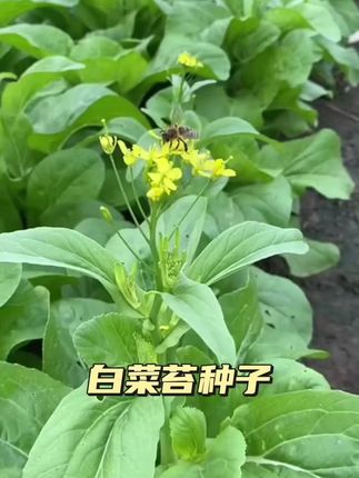 【白菜苔种子】菜种种籽,苔菜四季菜心菜苔绿色蔬菜子菜芯种子 #蔬菜种子 #白菜苔 #口感非常好 #蔬菜种植 #抖音助农