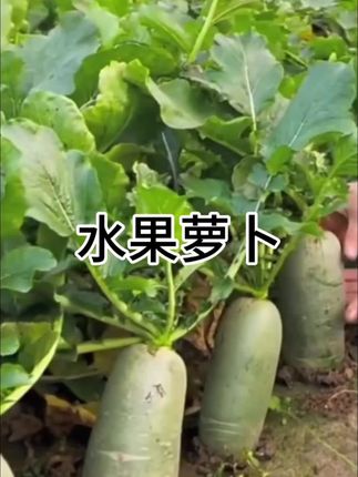 #水果萝卜种子
