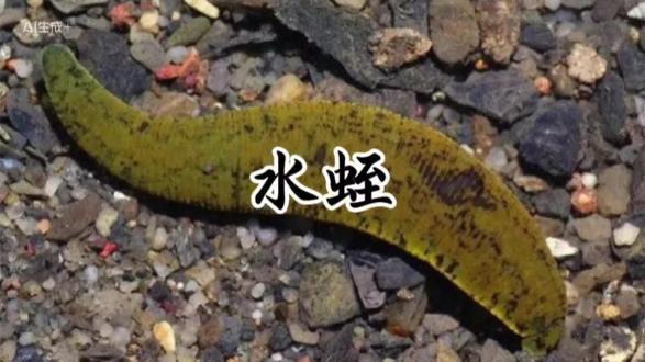 你知道的水蛭疗法吗?那个看见都头皮发麻的蚂蝗,能有这作用#水蛭 #蚂蝗水蛭 #瘀血 #通经