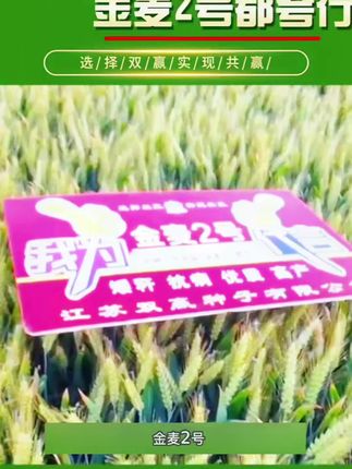 #上热门 #金麦2号#三农 #新农人计划2022 #农村生活 #高产小麦品种 @抖音小助手 @上热门🔥🔥🔥 @央视三农