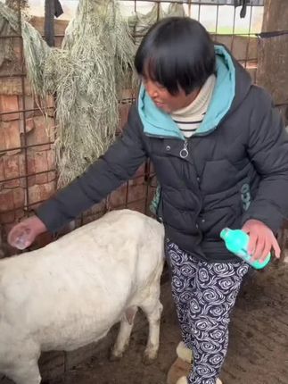 #猪牛羊养殖#养殖户 #羊#黑山羊