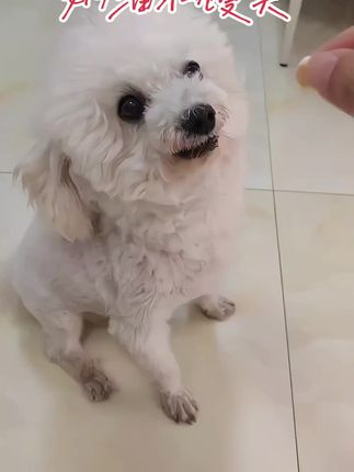 #我家的毛孩子 最爱奶油小馒头