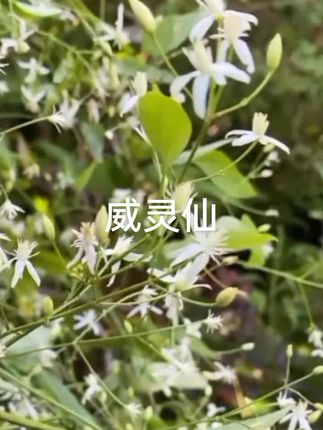 威灵仙#好东西一起分享给大家