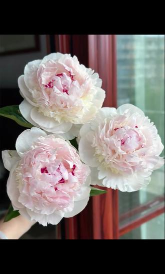 冰岛雪糕芍药是一种热门的进口芍药品种,又称德凡纳维尔夫人。
- 外观特征:花型饱满,呈绣球型,花瓣层层叠叠,有几百层之多,圆滚滚的十分可爱。花色为柔软的淡粉与奶油色相结合,像奶油冰淇淋,花瓣自带光感,花心往上泛着一点点粉,显得格外剔透诱人。
- 香味:具有淡淡的、甜甜的荔枝香味,香气清新宜人,让人闻起来仿佛置身于荔枝园之中。
- 花语:寓意着心落美好,满心温柔,给人一种温馨、浪漫的感觉。
- 养护要点:偏爱充足的阳光,至少保证每天有6小时以上的直射日光。需种植在排水良好的土壤中,中性至微碱性土壤最佳,pH值在6.5到7.5之间。生长期保持土壤湿润但不过湿,雨季注意排水防涝,干旱季节适当增加浇水频率。春季萌芽前施用一次平衡型复合肥作为基肥,花期后追加磷钾肥促进植株强壮及次年开花。#好看的花一定分享给你 #芍药鲜切花 #芍药花海