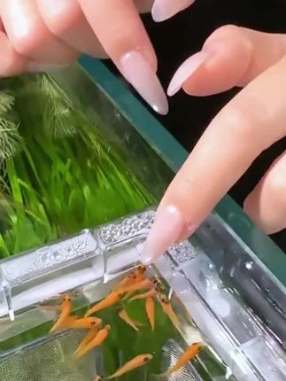 脱壳丰年虾卵鱼食通用鱼饲料颗粒小型斗鱼热带鱼孔雀鱼幼鱼开口#脱壳丰年虾卵 #脱壳丰年虾卵鱼食 #丰年虾卵 #丰年虾 #孔雀鱼幼鱼开口饲料