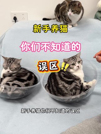 猫咪掉毛严重,干吃不胖怎么办 #猫咪掉毛 #抖音宠物天团 #抖音创作者激励计划