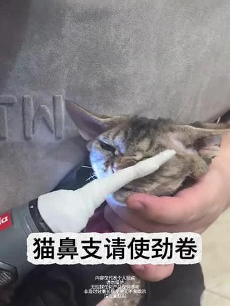 猫濞支上岸很简单
#猫鼻支#猫咪#猫咪打喷嚏#新手养猫#养猫经验分享