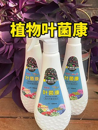 家里植物黄叶 掉叶 黑斑 等问题都可以用这个叶菌康!#园艺 #花卉绿植 #养花小知识 #盆栽 #爱生活爱养花