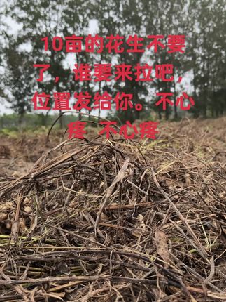 这不尽人意的天气,本该秋收的季节,确遭遇连续强降雨,花生都烂在地里发芽了,
