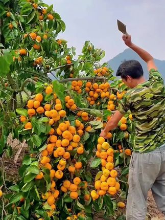 这个巧克力脆柿子,全家大人小孩都抢着吃!一口爆汁巨甜巨脆,完全不涩口,真的好好吃#新鲜应季水果 #巧克力脆柿子 #脆甜多汁 #又到了吃柿子的季节