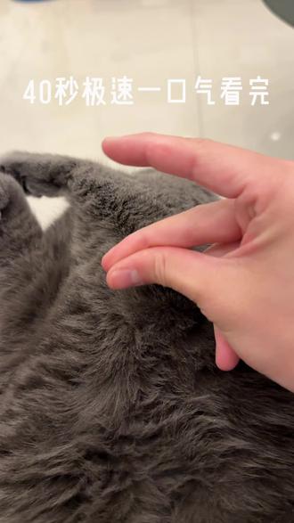 你没看过的给5只猫咪剪指甲版本#猫剪指甲 #多猫家庭 #第一视角撸猫 #猫主子的日常