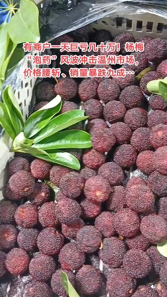 五月本是杨梅抢鲜上市、购销两旺的时节,然而近期福建漳州部分杨梅收购点违规添加违禁防腐剂与三无甜味剂的事件,引发公众对杨梅食品安全的高度关注,温州作为杨梅消费与中转的重要市场,首当其冲受到波及。5月18日,记者走访周边水果店以及温州市水果批发交易市场发现,当前温州市场正经历一场前所未有的“杨梅寒潮”——价格腰斩、销量断崖式下滑,商户直言“一天亏了三十几万”。