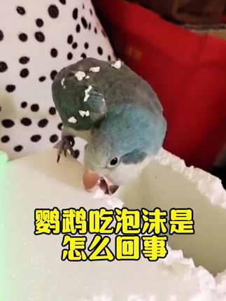 #手养鹦鹉 #鹦鹉#爱鸟护鸟#鹦鹉鹦鹉萌萌哒逗鹦鹉 #手养鸟日常
