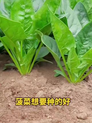 四季阳台花盆可种春夏季耐热耐寒菠菜小青菜种籽#耐热耐寒#菠菜种子#小青菜种子#春夏季种子#阳台花盆种子