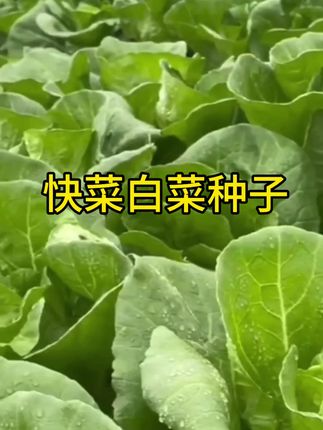 快菜种子,小白菜种籽苗,春秋冬蔬菜菜种籽,奶油快菜种孑小白菜籽四季#蔬菜种子 推荐#小白菜快菜种子