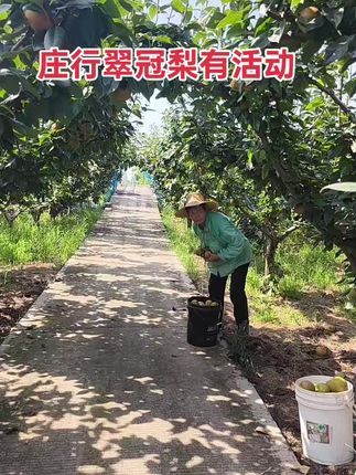夏日炎炎,来一口庄行翠冠梨,甜脆多汁,纯天然的味道!现摘现吃,新鲜到爆!快来尝鲜吧~🌳🍐 #新鲜采摘 #纯天然绿色食品 #优质农产品 #现摘现吃才是最新鲜的 #庄行翠冠梨