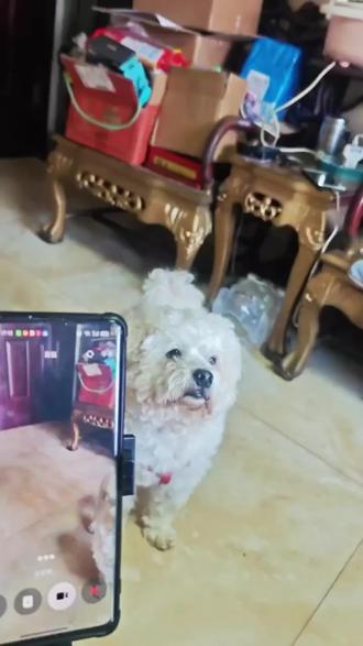 怎么豆包到我这里就变成偏袒小狗呢😂😂😂😂#萌宠日常记录 #豆包