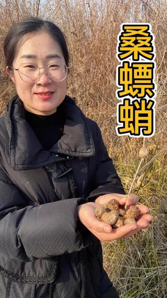 这个号称“软黄金”的小堡垒大家都叫它什么呢?#中草药#认识中药材 #桑螵蛸 #螳螂卵 #寻找中草药