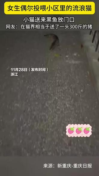 女生偶尔投喂小区里的流浪猫,小猫送来黑鱼放门口,网友:在猫界相当于送了一头300斤的猪