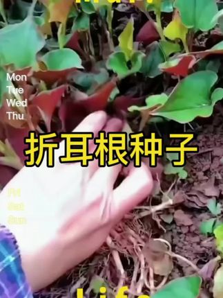 #折耳根 #折耳根种子 #鱼腥草 #三农 #抖音助农