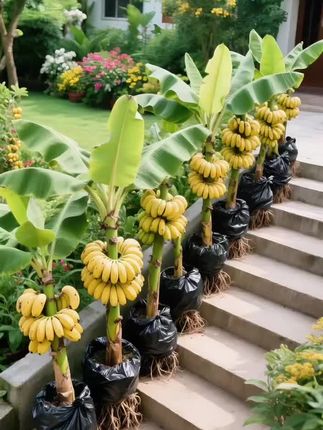 香蕉树苗#种植 #小院时光 #香蕉种植 #香蕉 #盆栽地栽都可以
