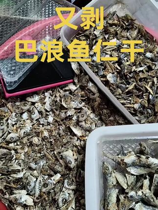 又到了制作巴浪鱼仁干的时刻,满满的家乡味道,纯天然的馈赠。🐟✨无论是煮汤还是炒菜,都能为餐桌增添一份独特的鲜美。#家乡特产 #纯天然绿色食品
