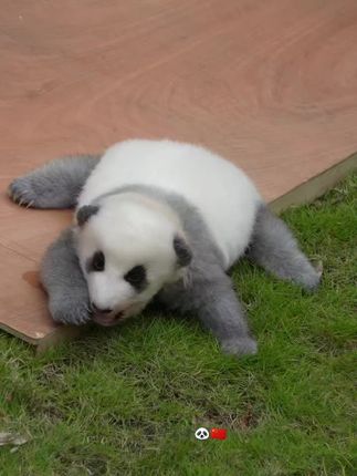 小灰灰长大后会是什么颜色#熊猫幼崽 @梁开心信旅科技