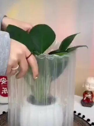 #花卉绿植 #