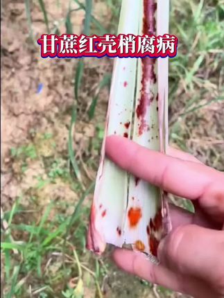甘蔗红壳梢腐病专用#甘蔗 #我的乡村生活 #乡村守护人 #农村生活 #新农人计划