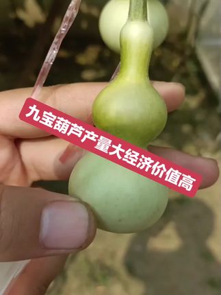 九宝葫芦种子下架,数量不多,拍完进群全程陪跑。#文玩葫芦 #一葫老九 #九宝葫芦 #葫芦种植